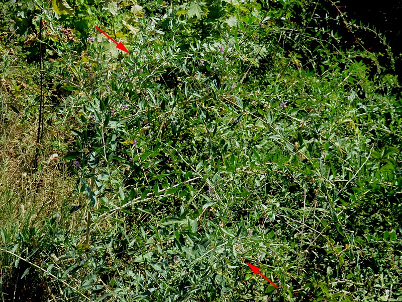 Lycium barbarum